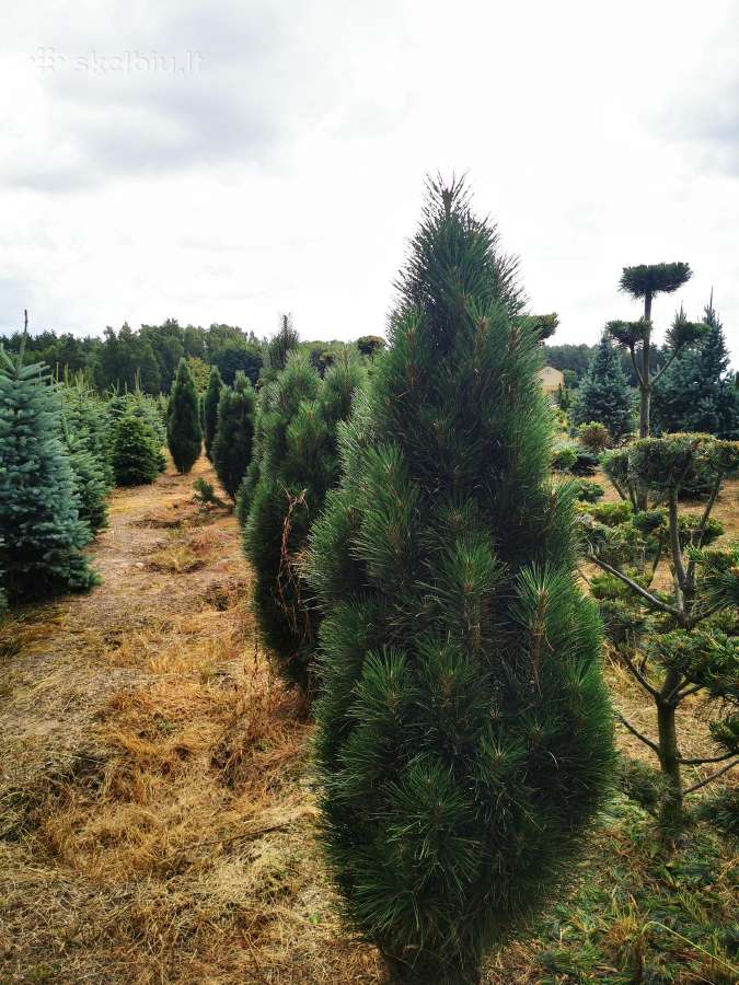 Pušis juodoji Green Tower (Pinus nigra) - nuotraukos Nr. 6
