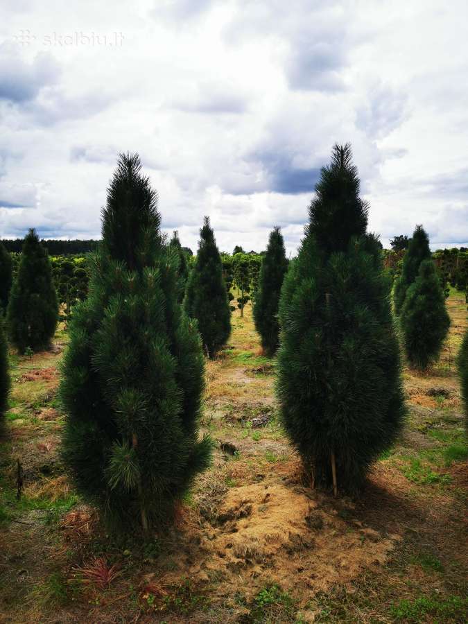 Pušis juodoji Green Tower (Pinus nigra) - nuotraukos Nr. 7