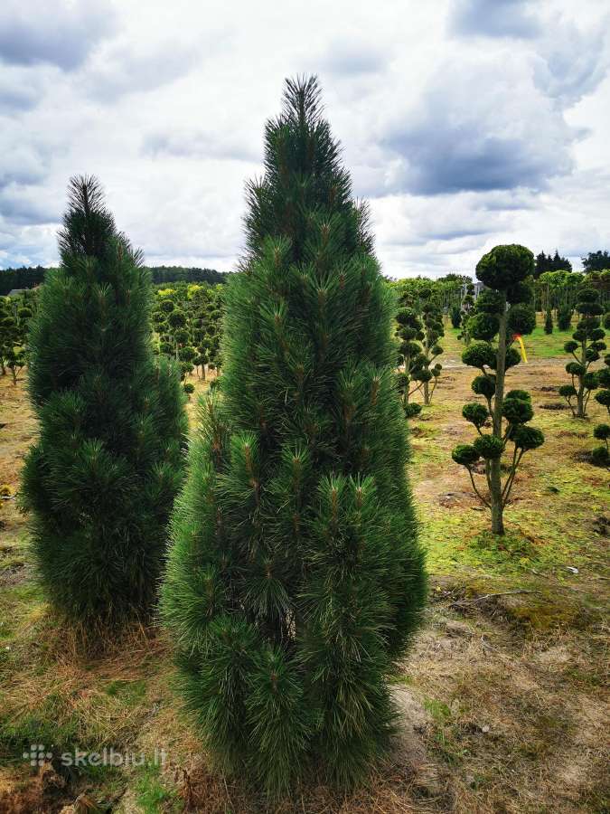 Pušis juodoji Green Tower (Pinus nigra) - nuotraukos Nr. 8