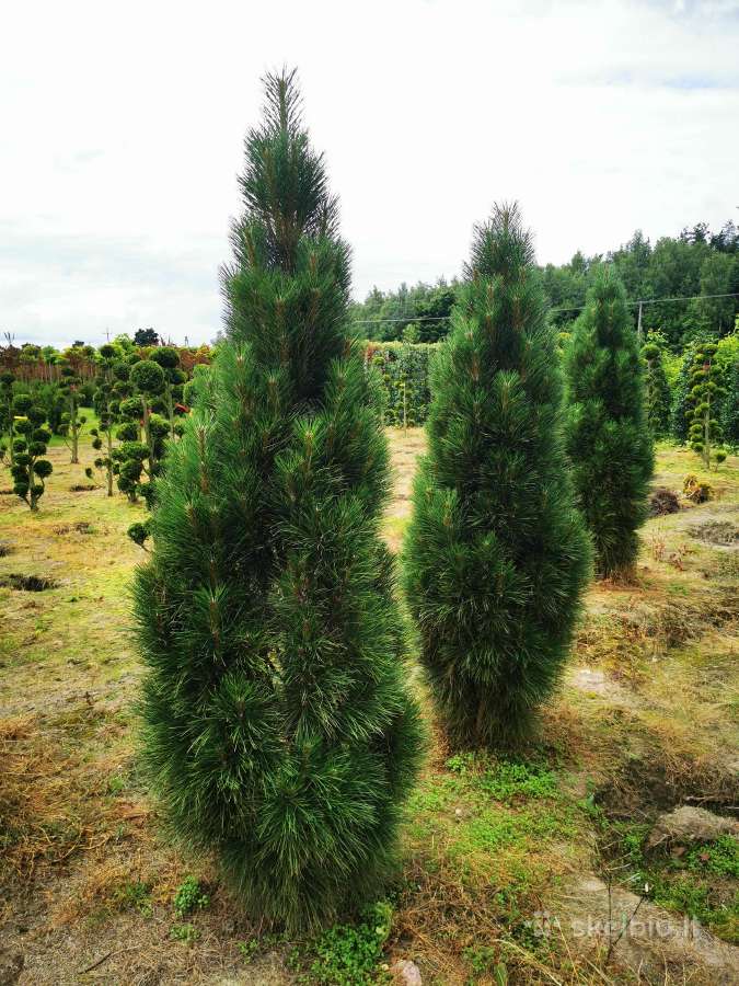 Pušis juodoji Green Tower (Pinus nigra) - nuotraukos Nr. 9