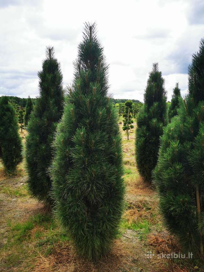 Pušis juodoji Green Tower (Pinus nigra) - nuotraukos Nr. 5
