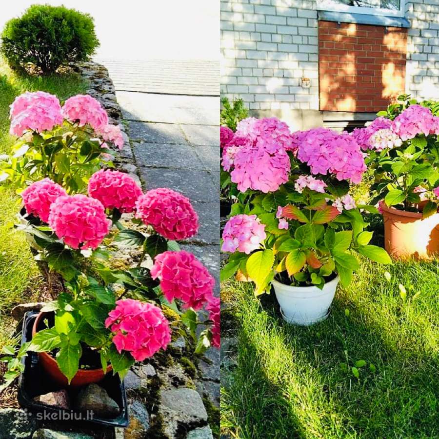 Tuju ispardavimas Smaragd 1.5-2m, krumai geles - nuotraukos Nr. 11