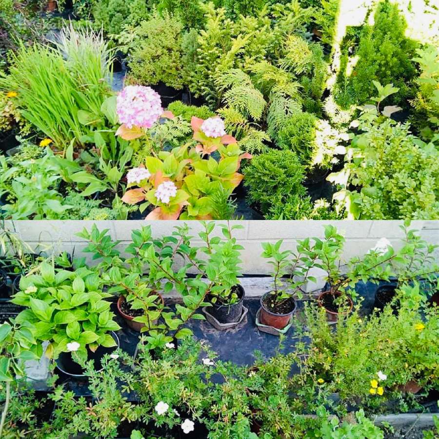 Tuju ispardavimas Smaragd 1.5-2m, krumai geles - nuotraukos Nr. 12