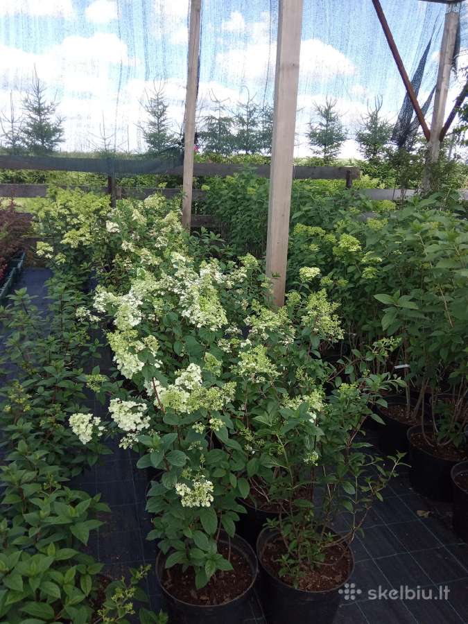 Sluotelines Hortenzijos, Pusys ,Sermuksniai - nuotraukos Nr. 5