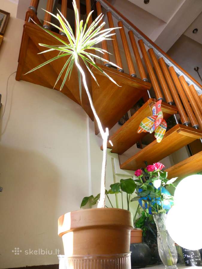 Dracena - nuotraukos Nr. 2