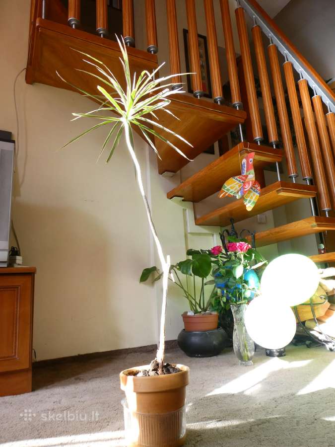 Dracena - nuotraukos Nr. 3