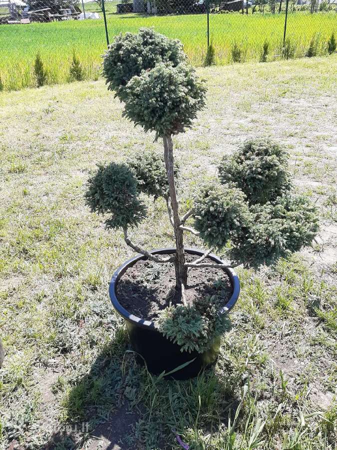 Pušies bonsai - nuotraukos Nr. 3