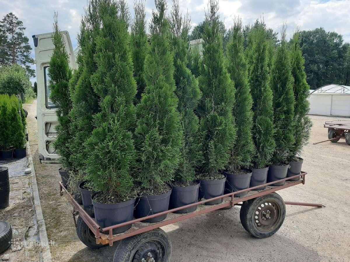 Pušies bonsai - nuotraukos Nr. 7