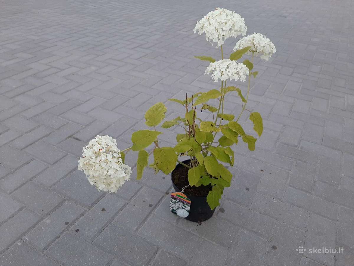 Pušies bonsai - nuotraukos Nr. 8
