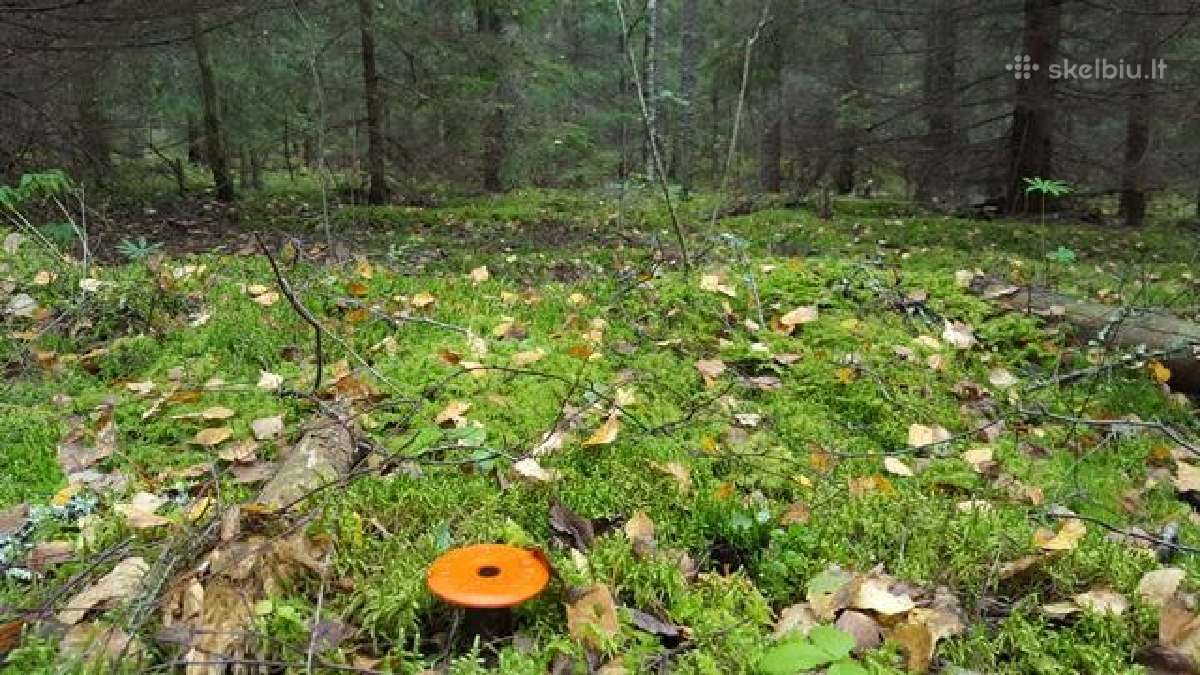 Riboženkliai ir mediniai kuoliukai - nuotraukos Nr. 16