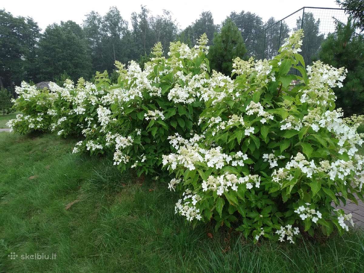Hortenzijos Vanile Freis ir kt. dekoratyv augalai - nuotraukos Nr. 13