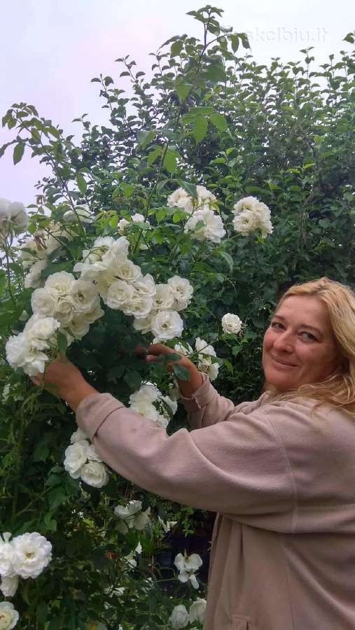 Hortenzijos Vanile Freis ir kt. dekoratyv augalai - nuotraukos Nr. 15