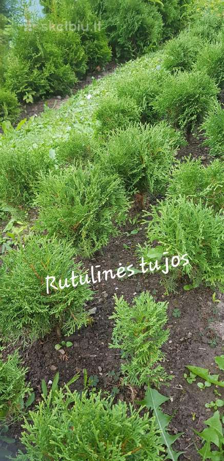 Tujos Smaragd, Columna, buksmedžiai - nuotraukos Nr. 3