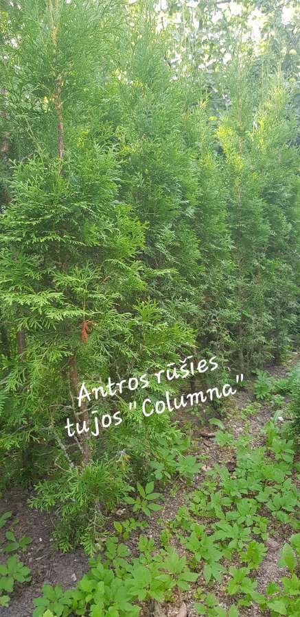 Tujos Smaragd, Columna, buksmedžiai - nuotraukos Nr. 6