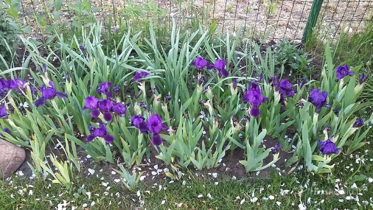 Šluotelinės hortenzijos, daugiamečiai augalai - nuotraukos Nr. 26