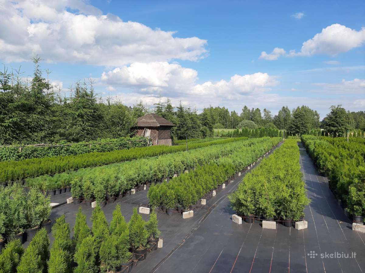 Tujos ir kiti spygliuočiai labai geromis kainomis - nuotraukos Nr. 17