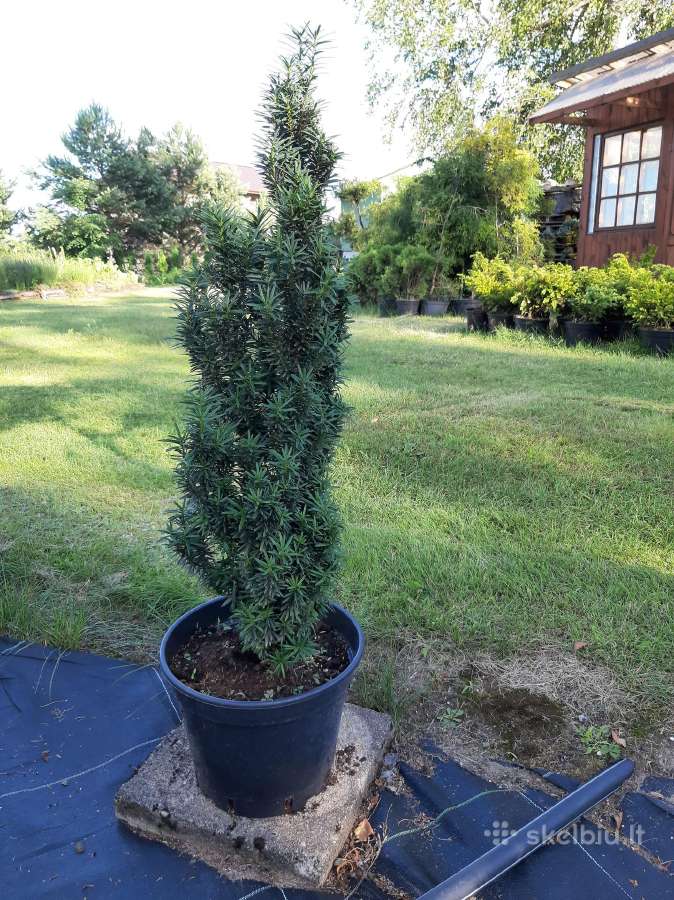 Tujos ir kiti spygliuočiai labai geromis kainomis - nuotraukos Nr. 3