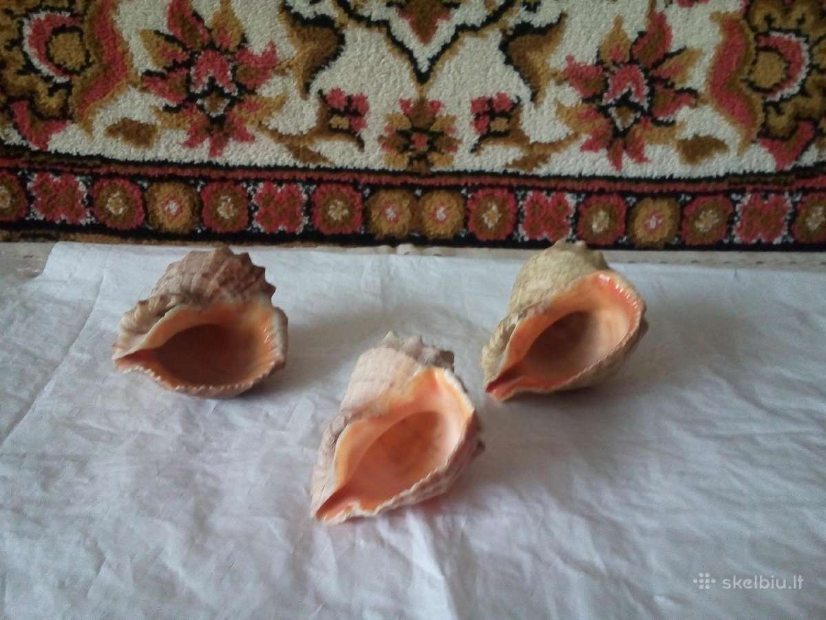 Kriauklės peleninės