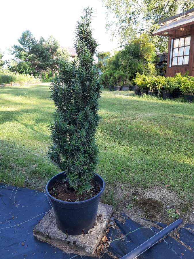 Dekoratyviniai spygliuočiai ir daugiametės gėlės - nuotraukos Nr. 9