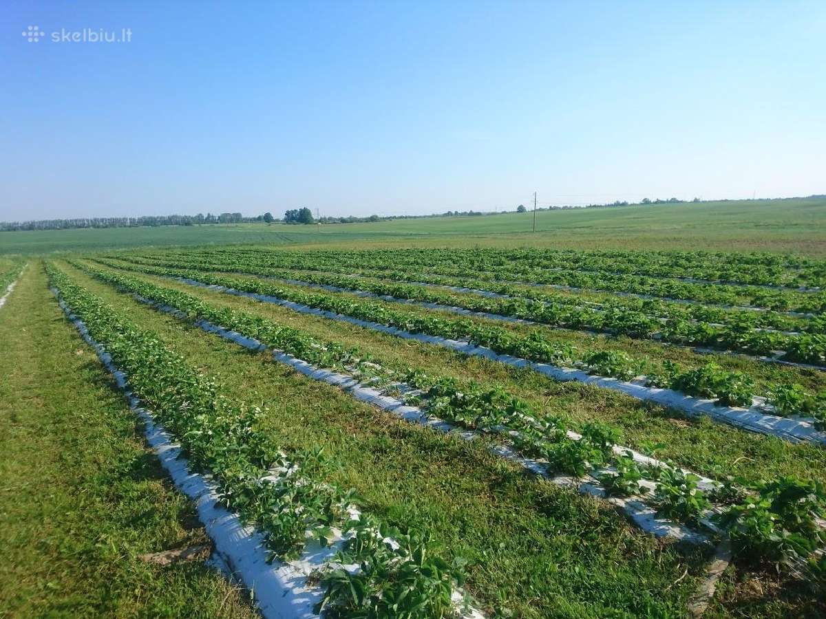 Plėvelės klotuvo ir sodinamosios nuoma - nuotraukos Nr. 17