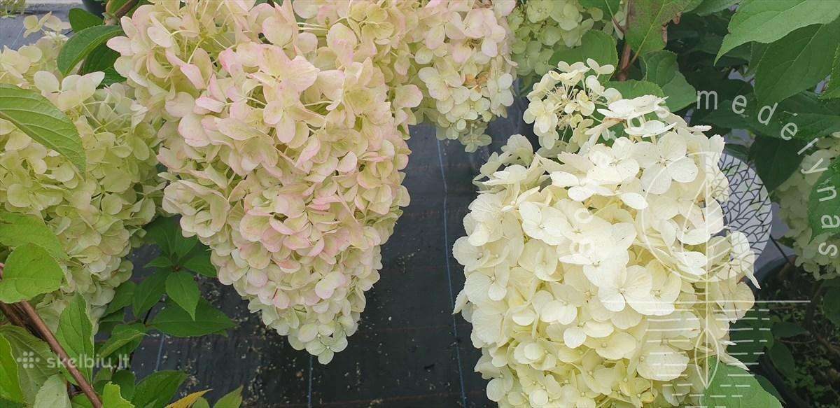 Hortenzijos - nuotraukos Nr. 7