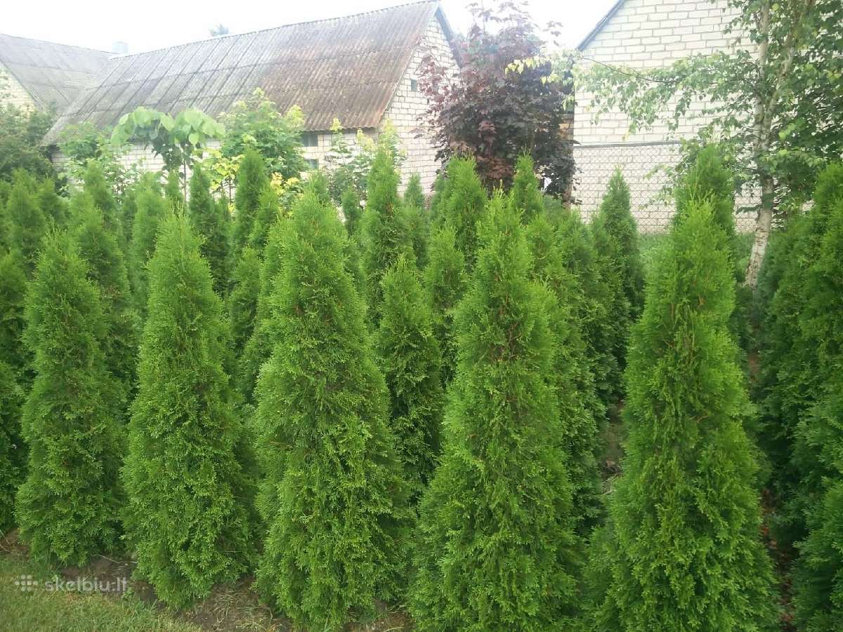 Parduodu smaragdines tujas. 120cm -12€. Yra ir 2m