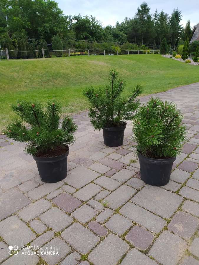 Kalninės, juodosios, paprastos pušys himalajinės p - nuotraukos Nr. 3