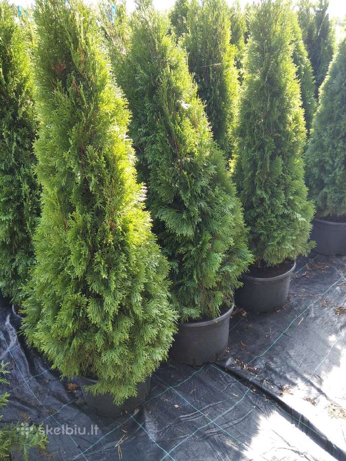 Parduodu tujas Smaragd , Brabant , Columna , - nuotraukos Nr. 4