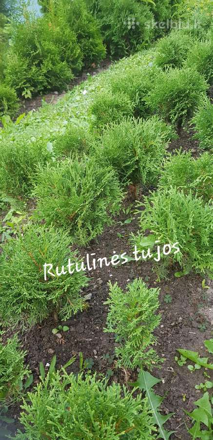 Tujos Brabant, Columna, šluotelinės hortenzijos - nuotraukos Nr. 7