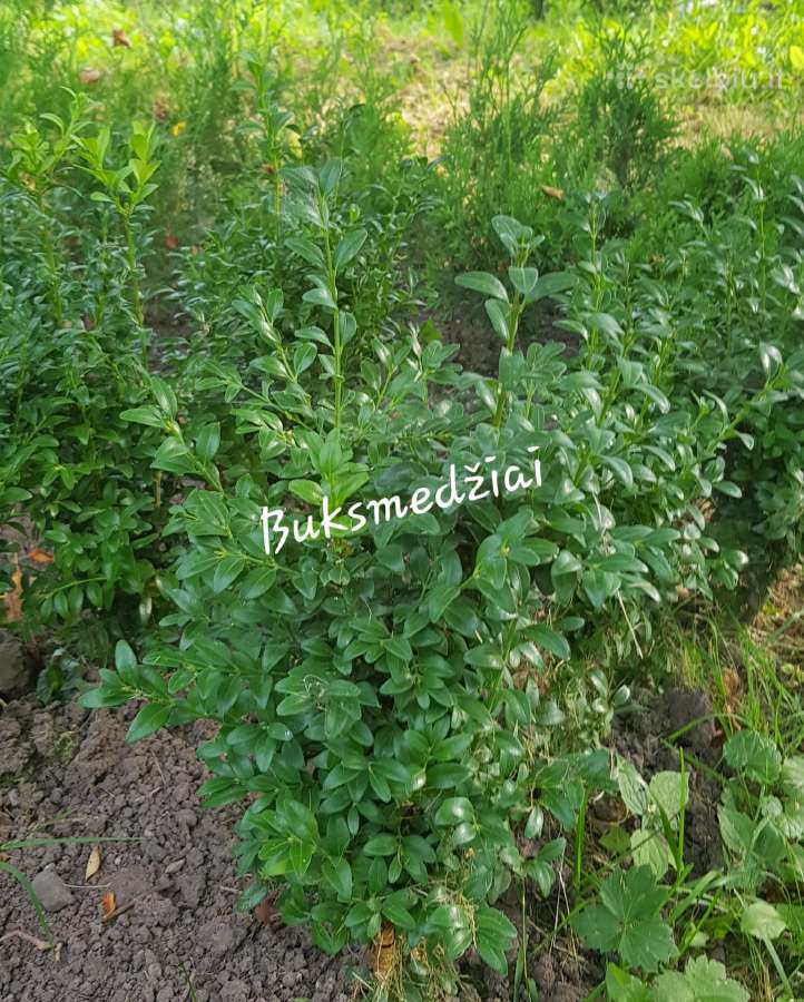 Tujos Brabant, Columna, šluotelinės hortenzijos - nuotraukos Nr. 8
