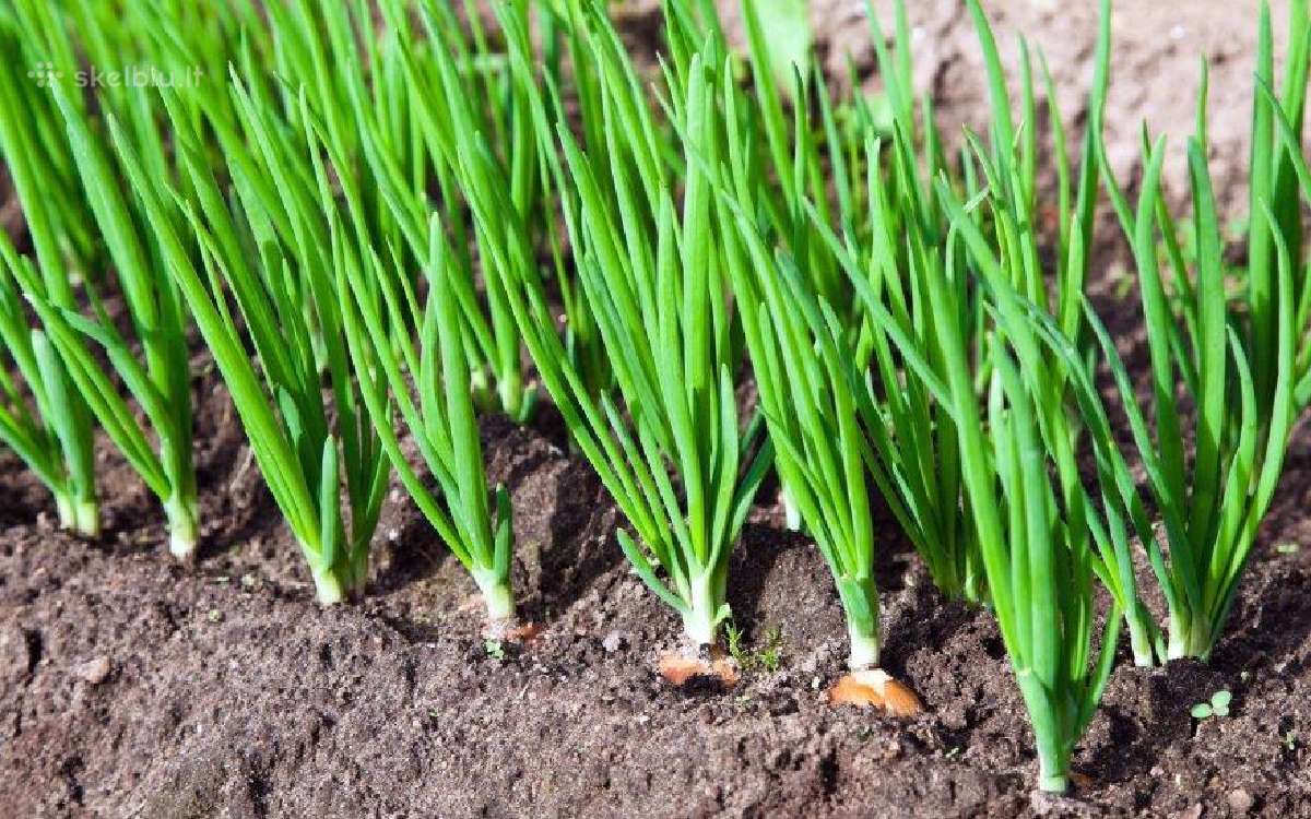 Svogūnai laiškų auginimui Stutgarten Riesen, - nuotraukos Nr. 2