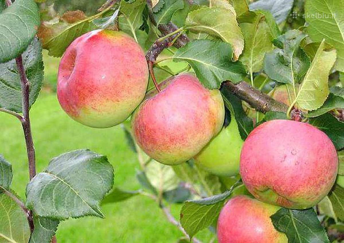 Gėlės Vilniuje. Gėlės Balsiuose - nuotraukos Nr. 15