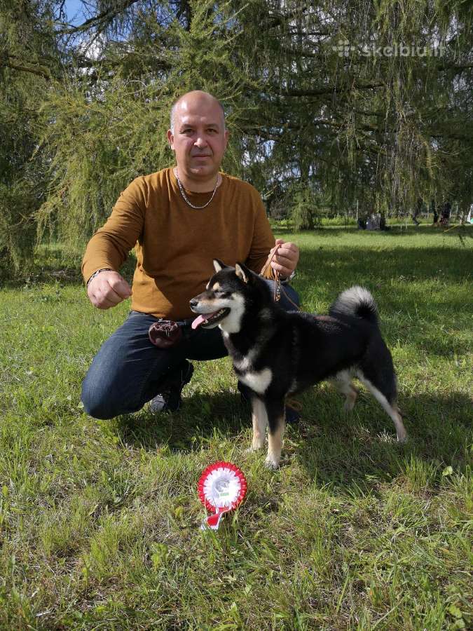 Shiba inu patinas kergimui. - nuotraukos Nr. 5