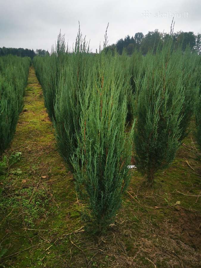 Uolinis kadagys Blue Arrow koloninis kadagys - nuotraukos Nr. 7