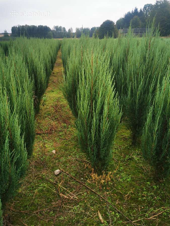 Uolinis kadagys Blue Arrow koloninis kadagys - nuotraukos Nr. 9