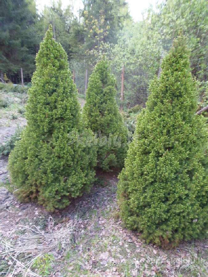 Eglės kanadinės