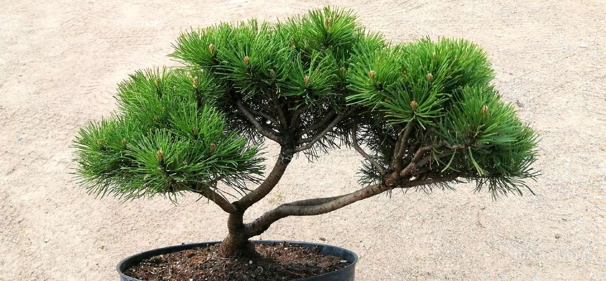 Dekoratyviniai augalai, formuotos pušys, krūmai. - nuotraukos Nr. 6