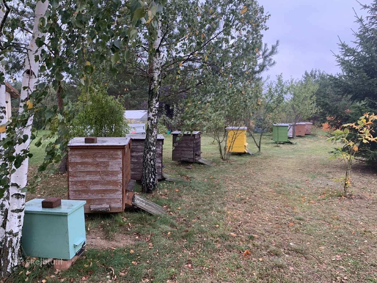 Grikių, miško, liepų medus, duonelė, koriai - nuotraukos Nr. 9