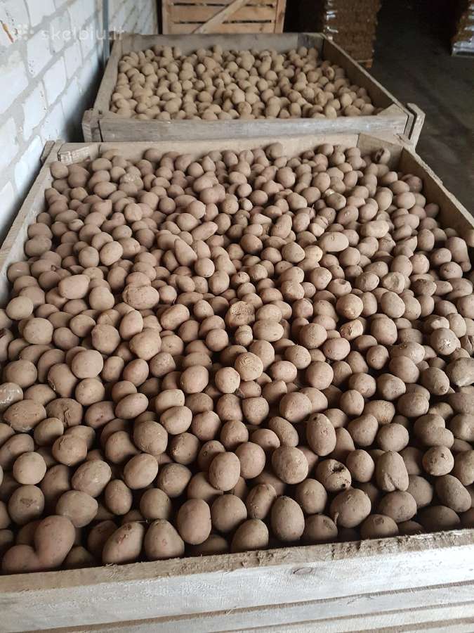 Pašarinės bulvės, morkos
