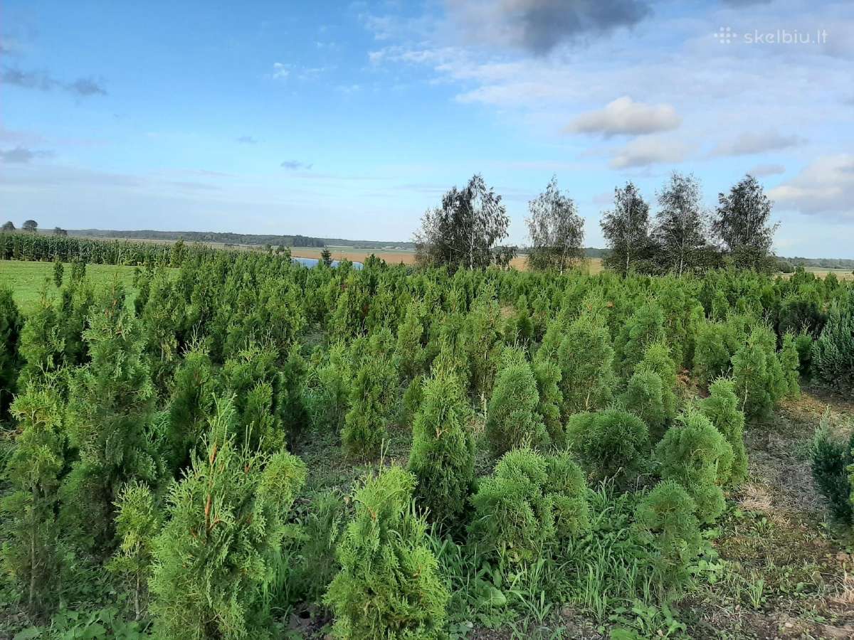 Parduodu Tujas, kalnų pušis, šluotelines hortenzij - nuotraukos Nr. 4