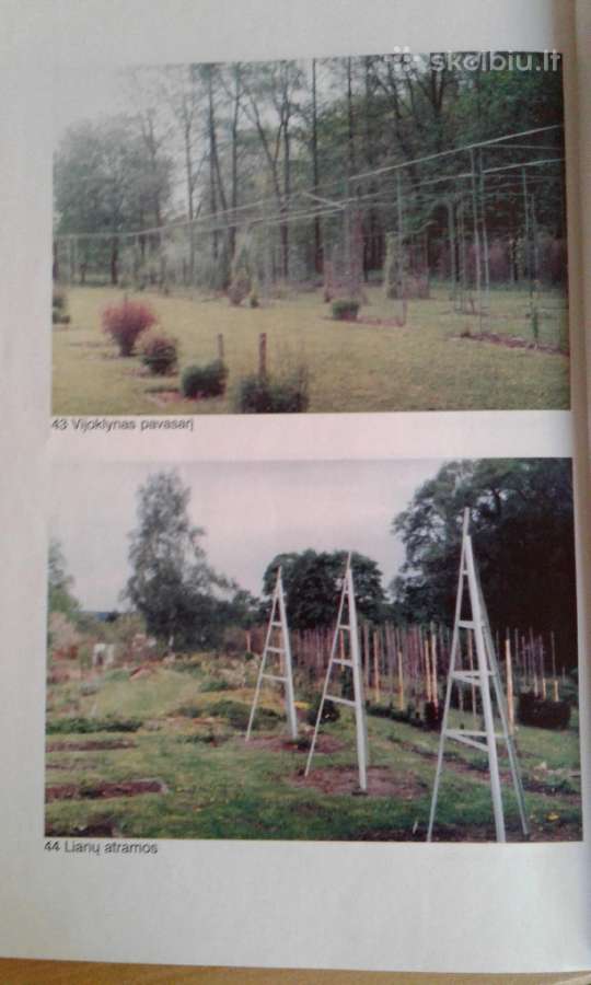 G.jurkevičienė Lianos 1997 m. - nuotraukos Nr. 4