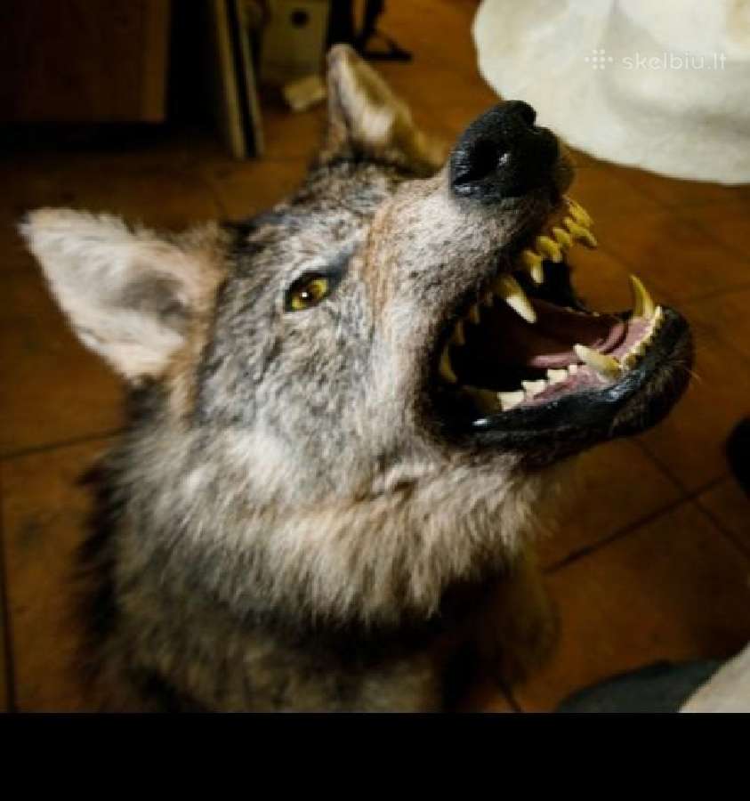 Perku
