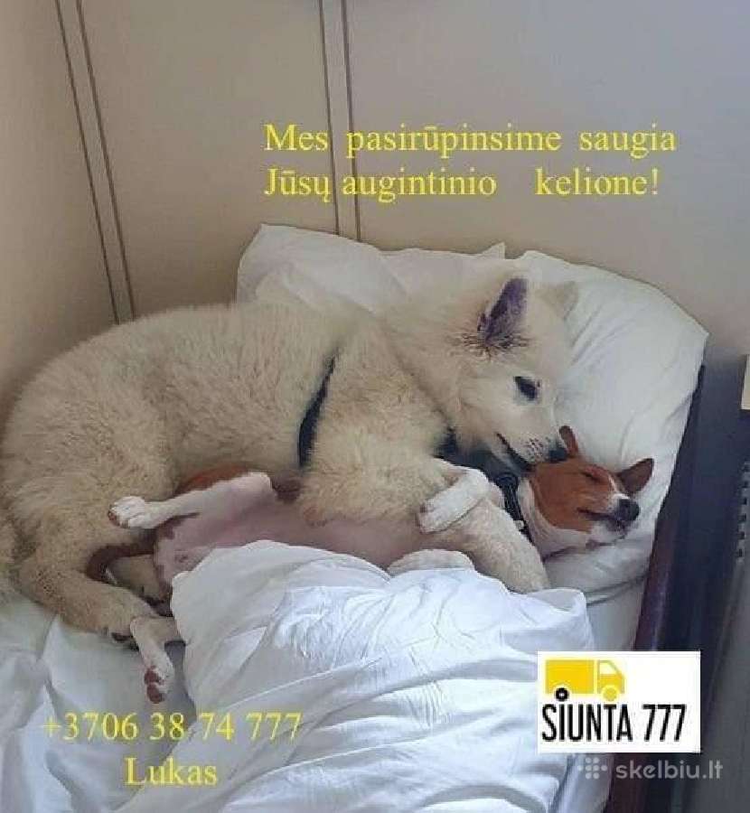 Siuntos ir Kroviniai į Švediją, Norvegiją, Daniją - nuotraukos Nr. 11