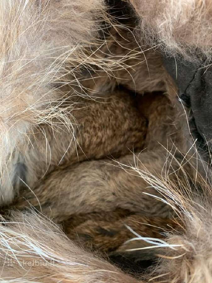 Zapa parka su natūraliu triušio kailio pamušalu - nuotraukos Nr. 7