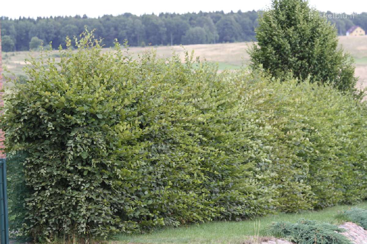 Gyvatvrorių karpymas, pjovimas - nuotraukos Nr. 5