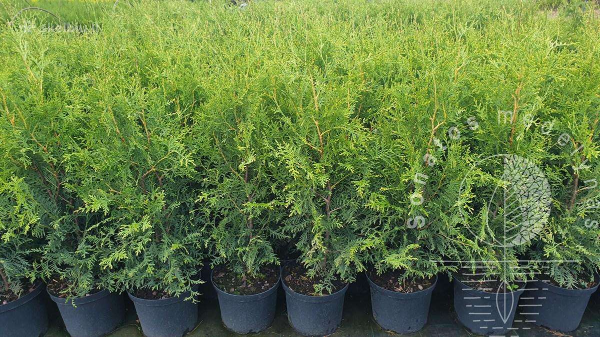 Tujos - Smaragd, Brabant, Danica, Miriam - nuotraukos Nr. 5