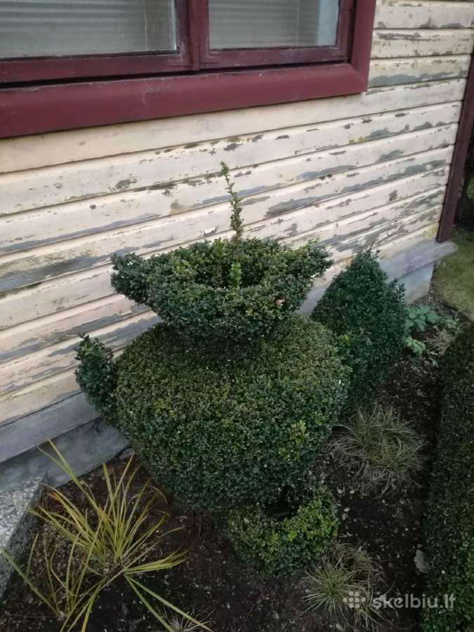Vaismedžių genėjimas, gyvatvorių karpymas - nuotraukos Nr. 12
