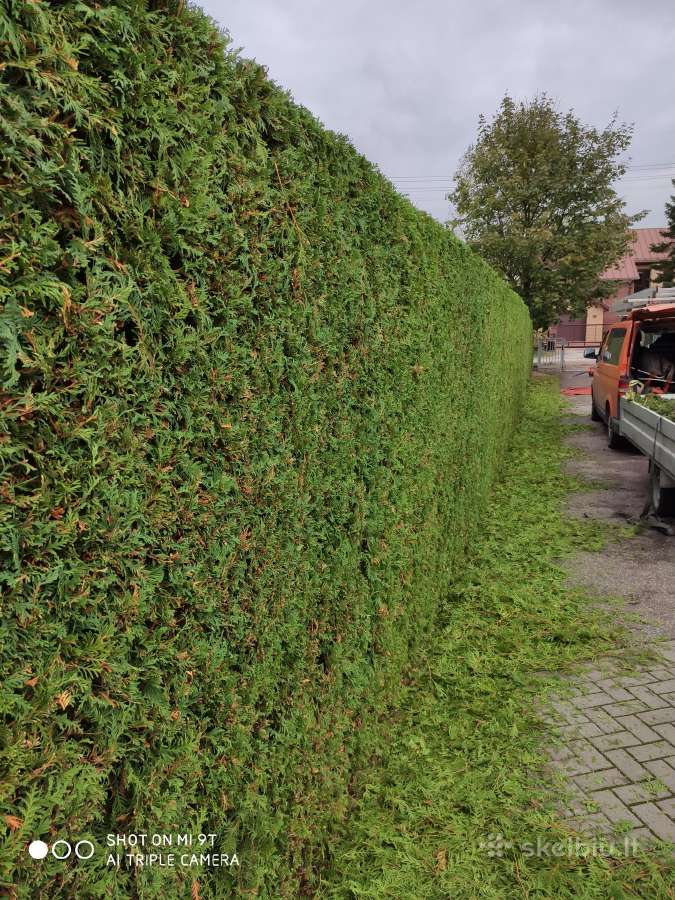 Gyvatvorių karpymas ir koregavimas - nuotraukos Nr. 19