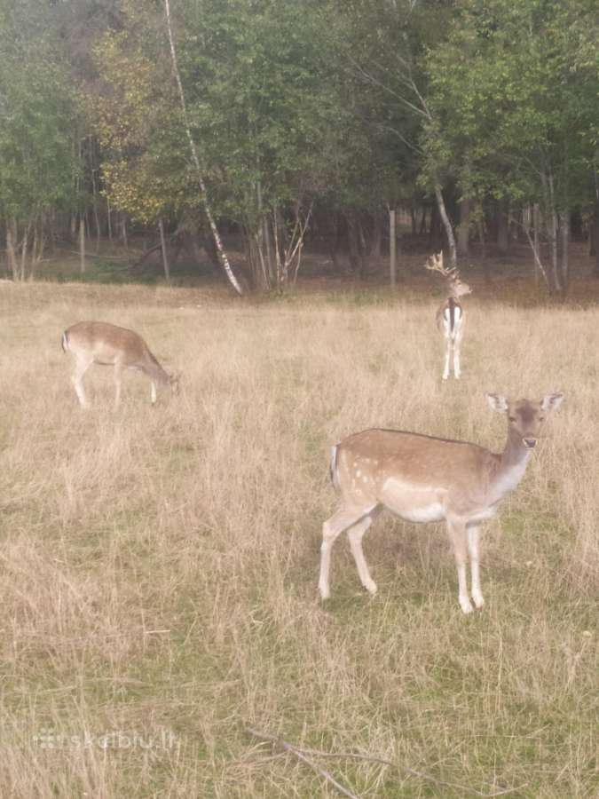 Parduodu Danielius. Patinai, pateles, jaunikliai - nuotraukos Nr. 12