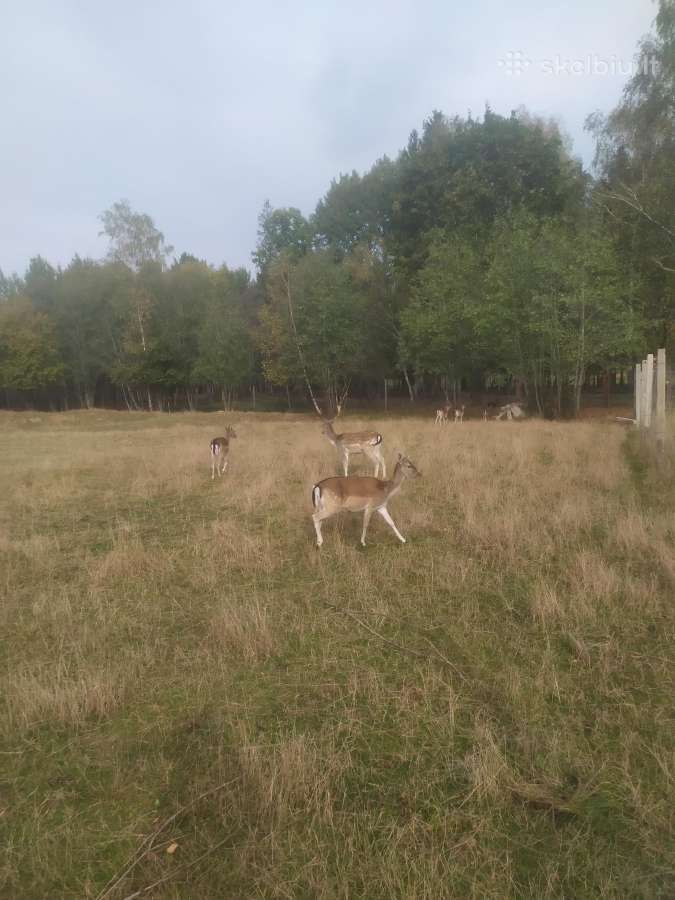 Parduodu Danielius. Patinai, pateles, jaunikliai - nuotraukos Nr. 14